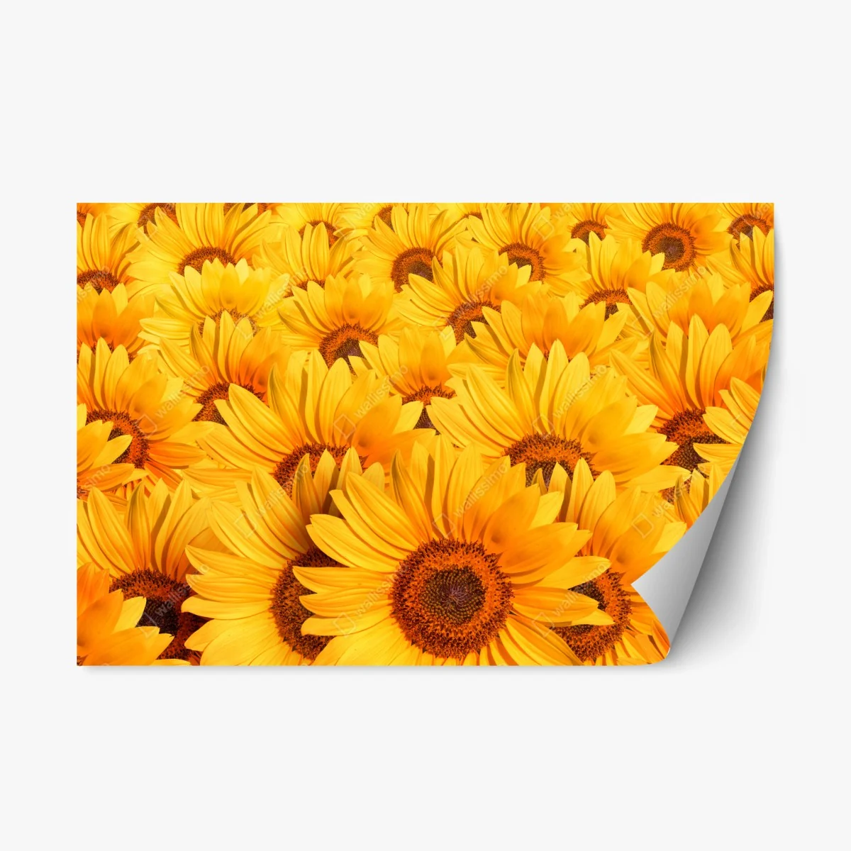 Repositionierbarer Aufkleber goldenes sonnenblumenfeld – Wallnifity® Repositionierbarer Aufkleber goldenes sonnenblumenfeld – Wallnifity®