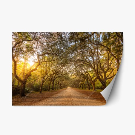 Repositionierbarer Aufkleber sonnenbeschienene eichenallee bei Savannah – Wallnifity®