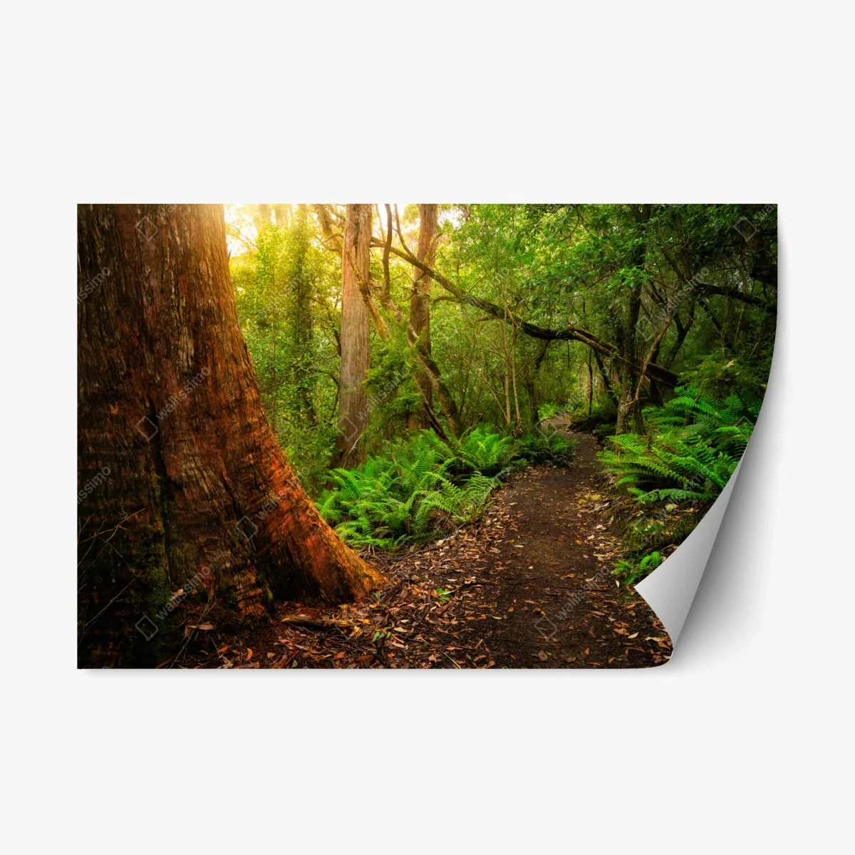 Repositionierbarer Aufkleber urwaldpfad in Tasmanien – Wallnifity® Repositionierbarer Aufkleber urwaldpfad in Tasmanien – Wallnifity®