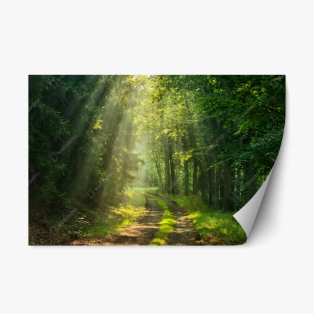 Repositionierbarer Aufkleber sonnenbeschienener waldpfad – Wallnifity®