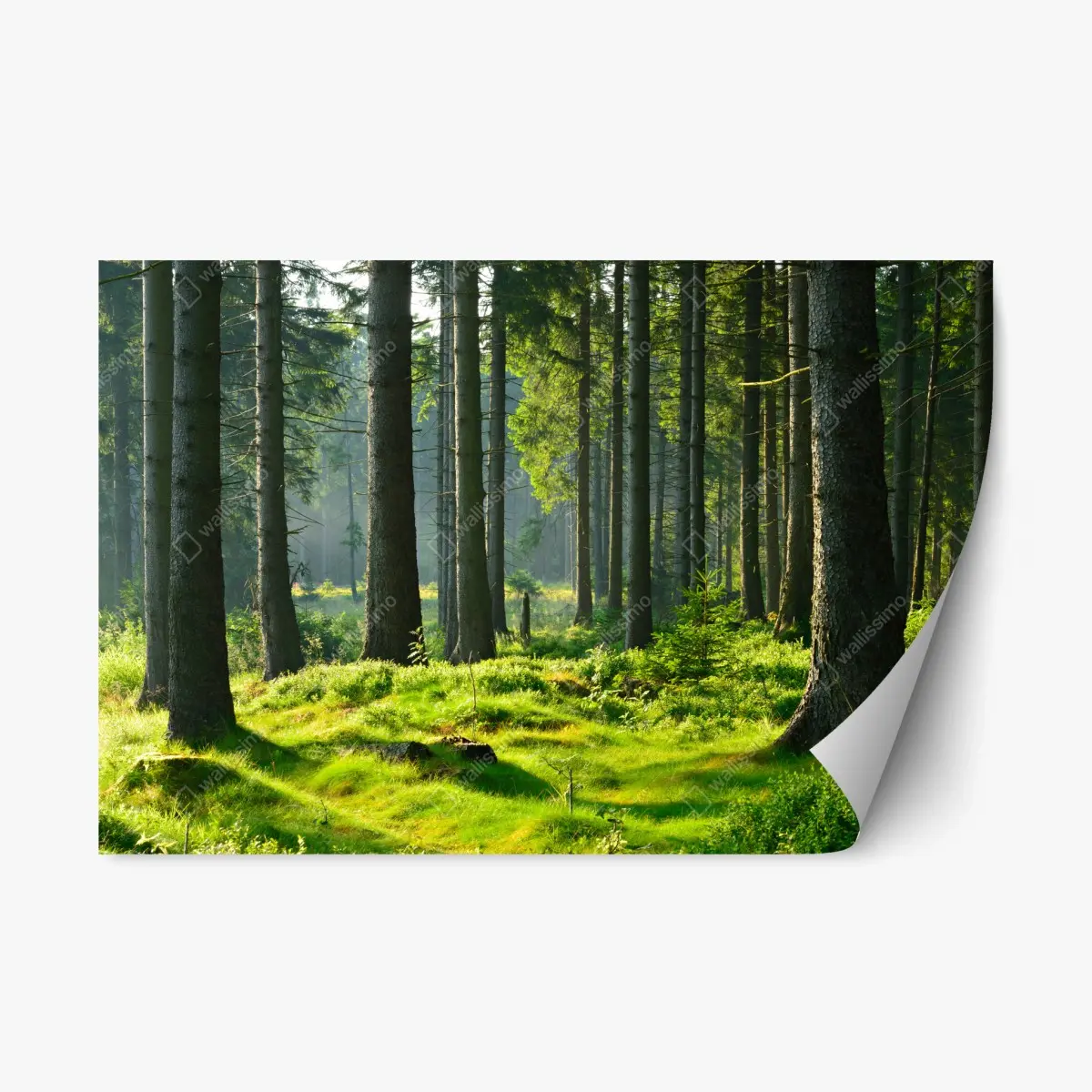 Repositionierbarer Aufkleber sonnige grüne lichtung im wald – Wallnifity®