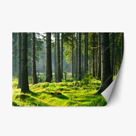 Repositionierbarer Aufkleber sonnige grüne lichtung im wald – Wallnifity®