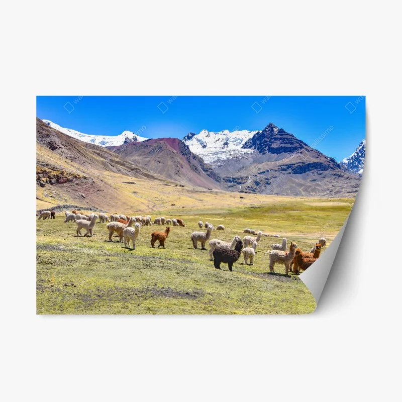 Haustiere – Wallnifity®