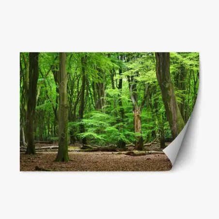 Repositionierbarer Aufkleber ruhige grüne waldkrone – Wallnifity®