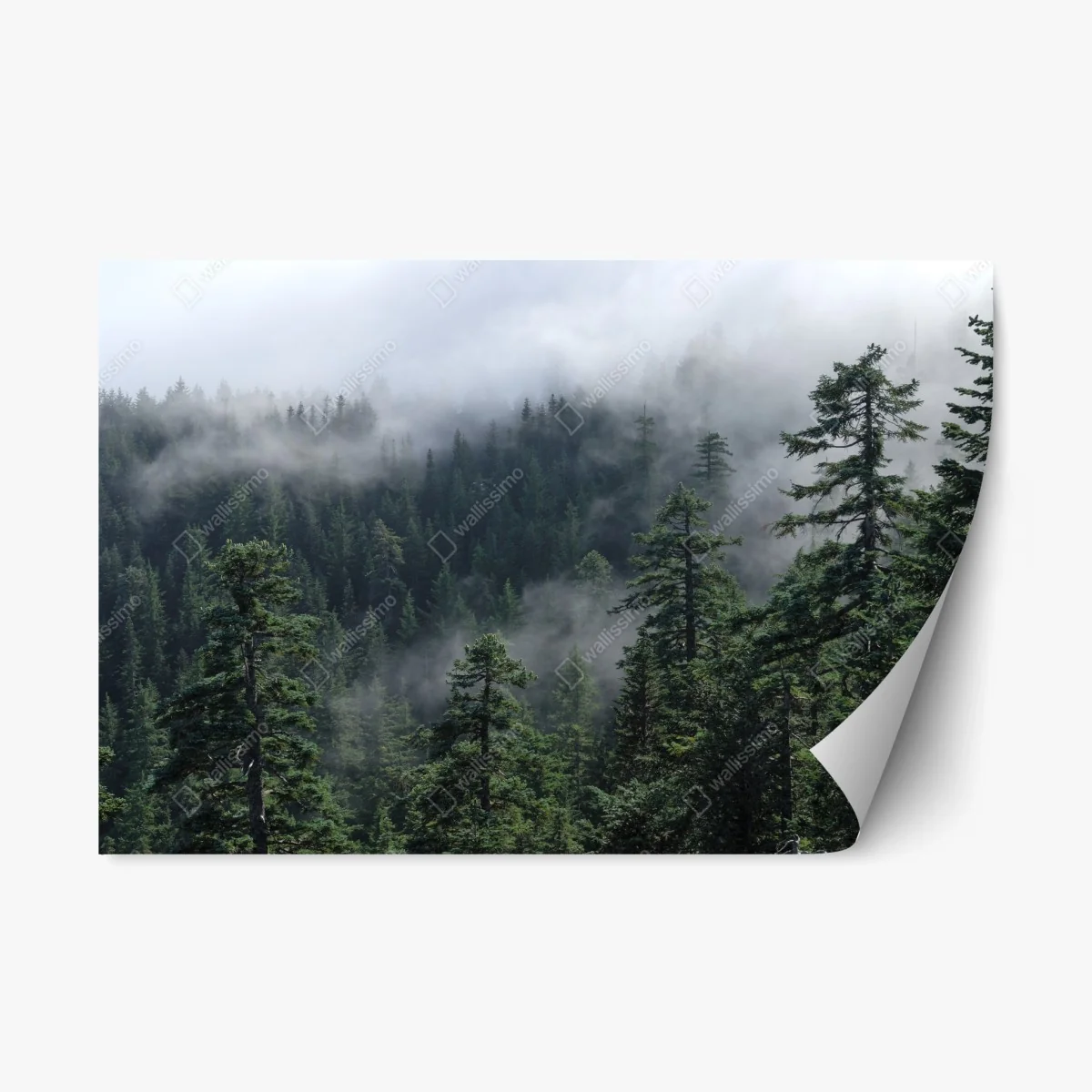Repositionierbarer Aufkleber nebliger wald vom Larch Mount, Oregon – Wallnifity® Repositionierbarer Aufkleber nebliger wald vom Larch Mount, Oregon – Wallnifity®