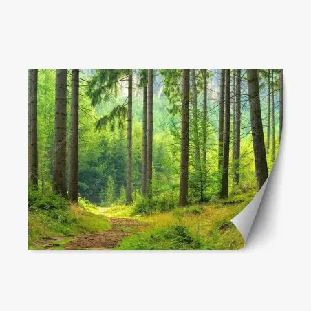 Repositionierbarer Aufkleber sonniger waldweg – Wallnifity®