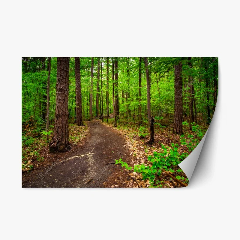 Repositionierbarer Aufkleber ruhiger grüner waldpfad – Wallnifity®