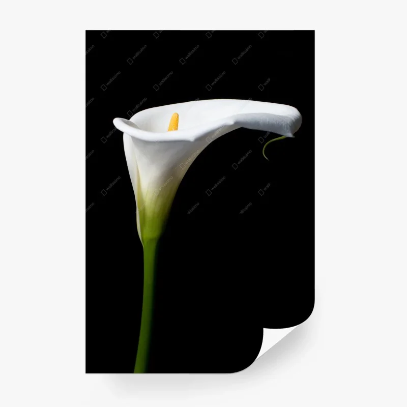 Minimalistisch – Wallnifity®