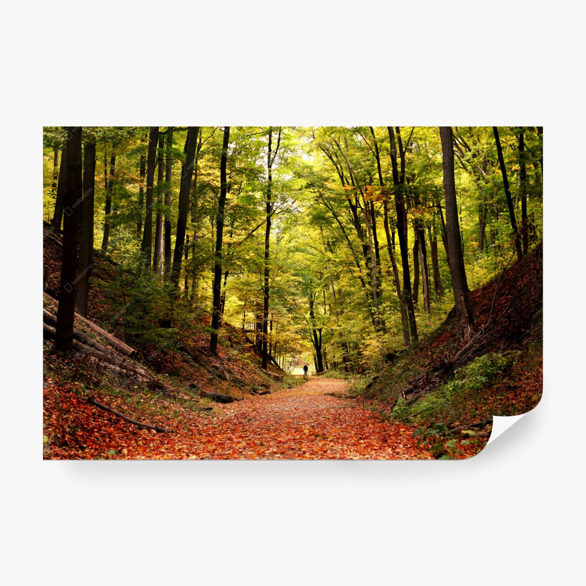 Fototapete herbstlicher waldweg unter grünem blätterdach – Wallnifity® Fototapete herbstlicher waldweg unter grünem blätterdach – Wallnifity®