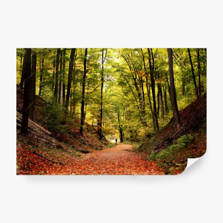 Fototapete herbstlicher waldweg unter grünem blätterdach – Wallnifity®