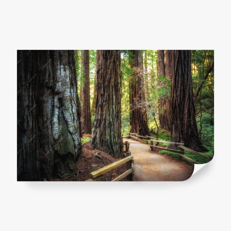 Wälder – Wallnifity®