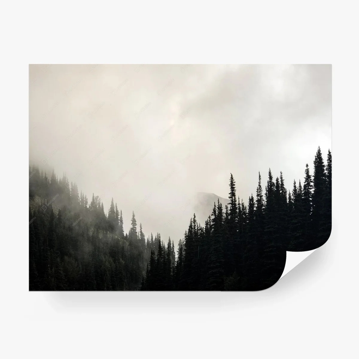 Fototapete nebliger nadelwald – Wallnifity®