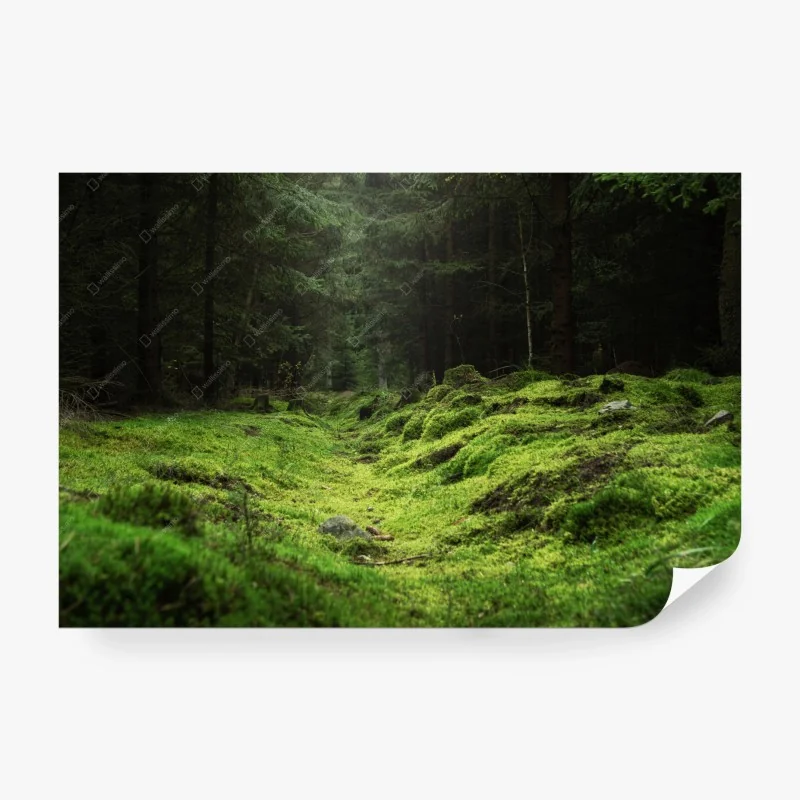 Fototapete moosiger waldpfad – Wallnifity®