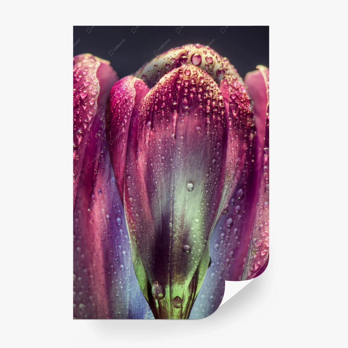 Fototapete lila taubedeckte tulpen nahaufnahme – Wallnifity®