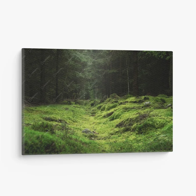 Wälder – Wallnifity®