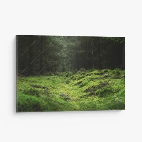 Leinwandbild moosiger waldpfad – Wallnifity®