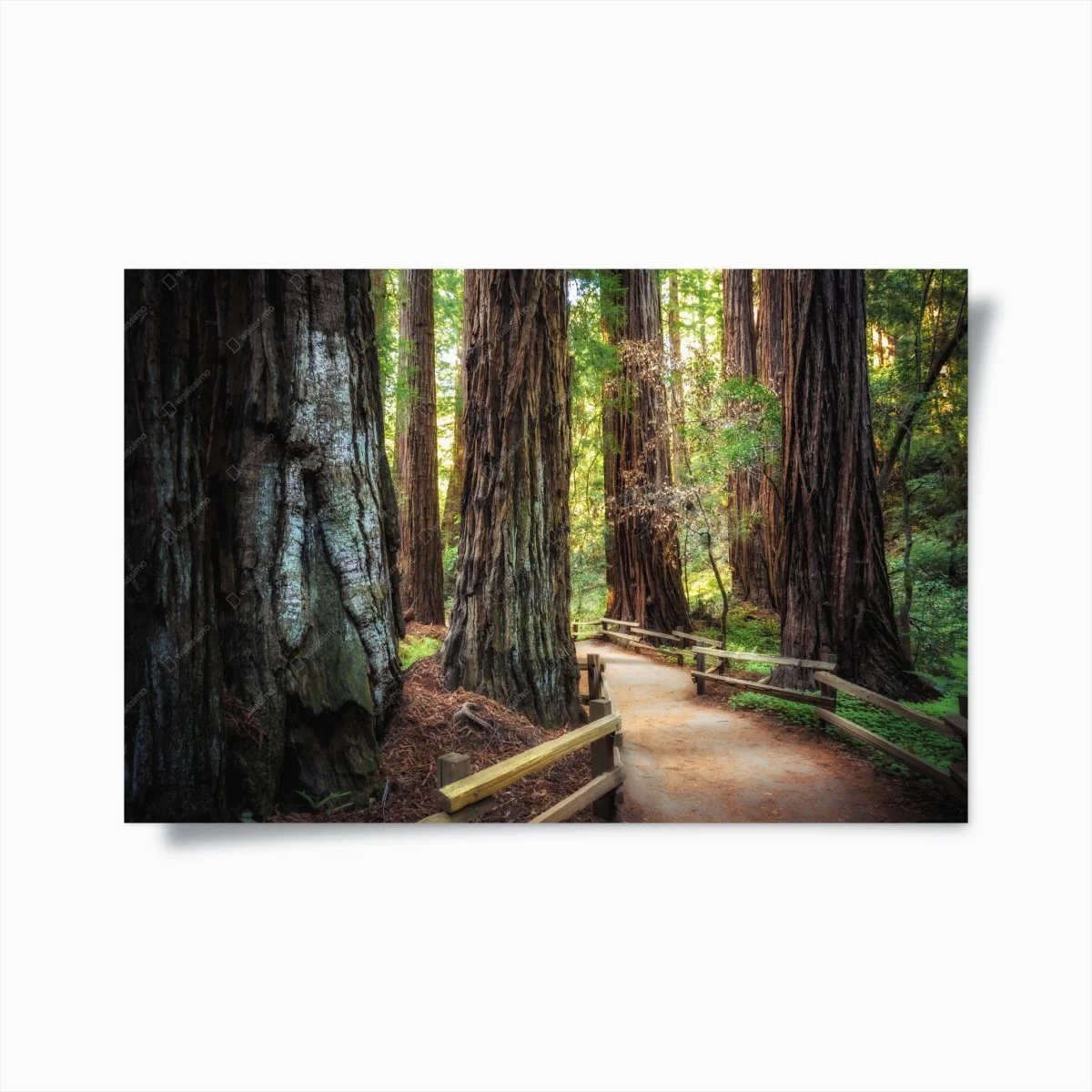 Poster pfad durch alten mammutbaumwald – Wallnifity® Poster pfad durch alten mammutbaumwald – Wallnifity®