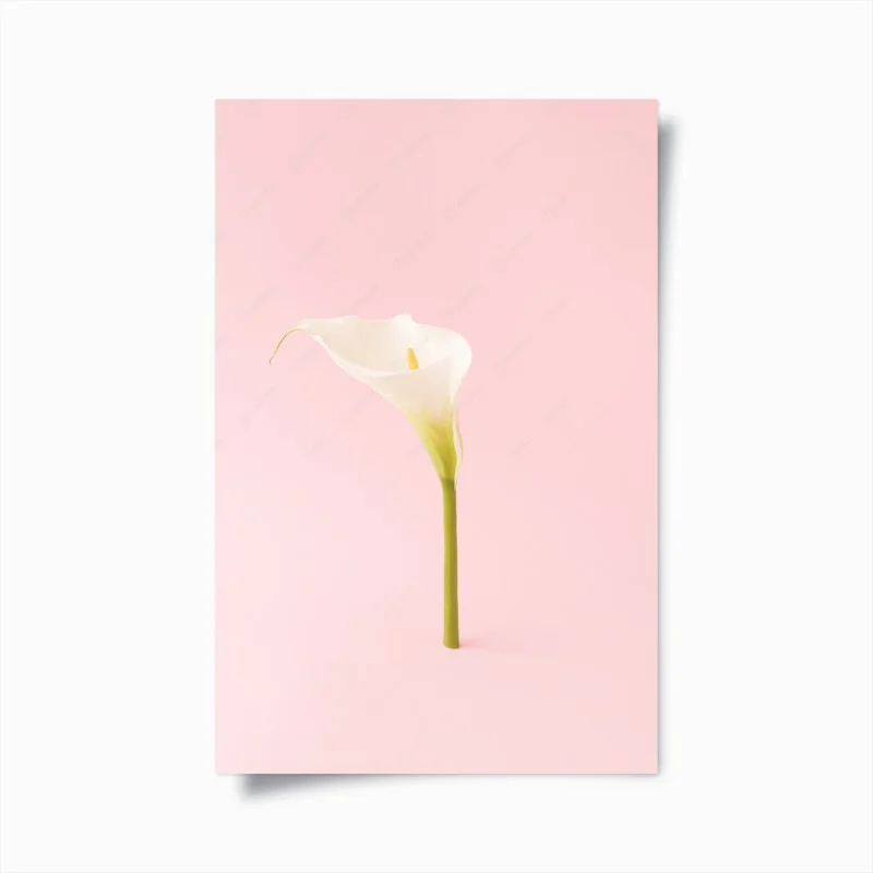 Poster elegante weiße calla auf pastellrosa – Wallnifity®