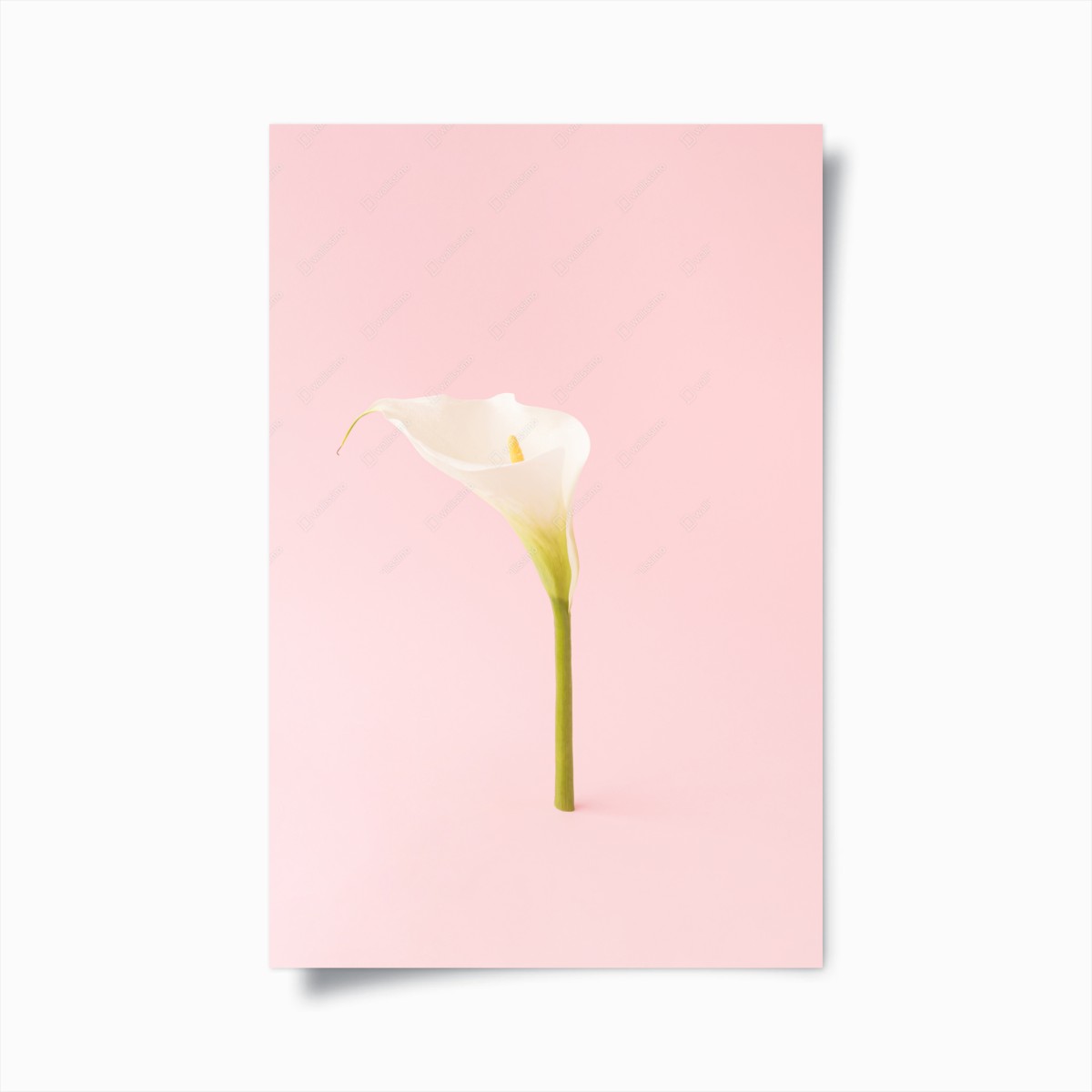 Poster elegante weiße calla auf pastellrosa – Wallnifity®