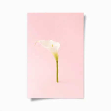 Poster elegante weiße calla auf pastellrosa – Wallnifity®