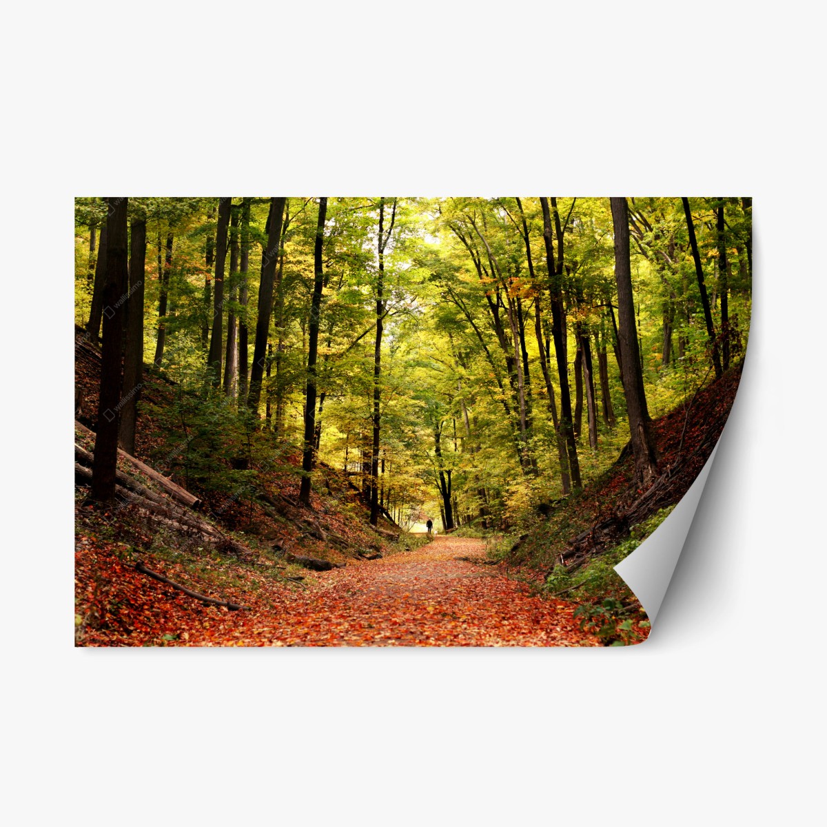 Repositionierbarer Aufkleber herbstlicher waldweg unter grünem blätterdach – Wallnifity®