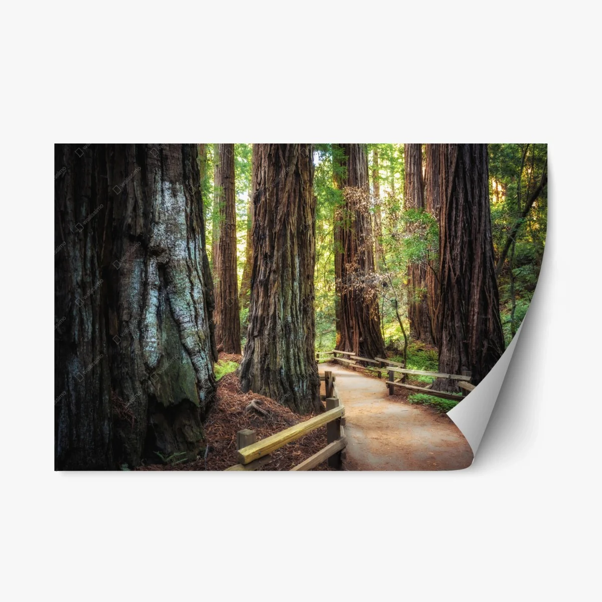 Repositionierbarer Aufkleber pfad durch alten mammutbaumwald – Wallnifity® Repositionierbarer Aufkleber pfad durch alten mammutbaumwald – Wallnifity®