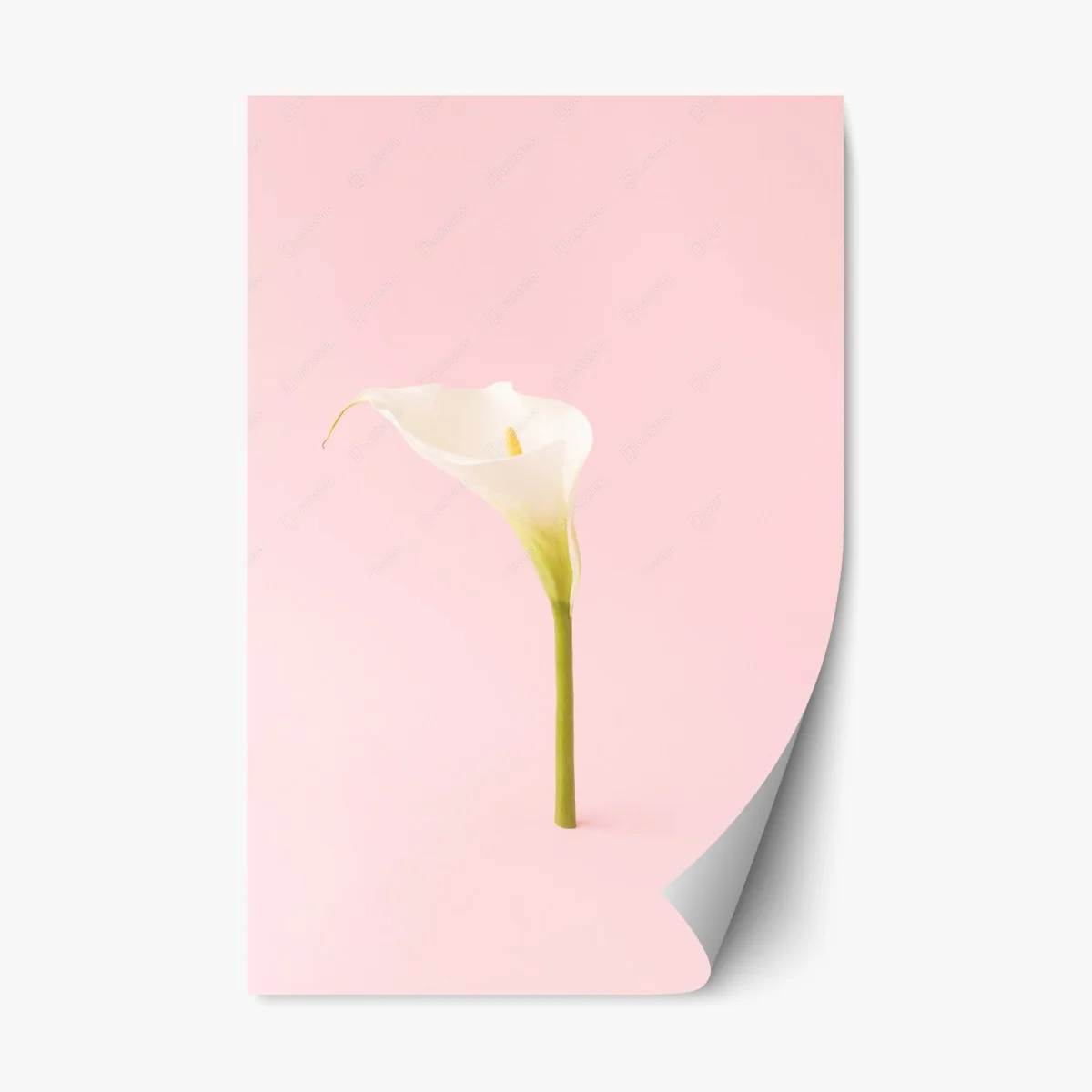 Repositionierbarer Aufkleber elegante weiße calla auf pastellrosa – Wallnifity® Repositionierbarer Aufkleber elegante weiße calla auf pastellrosa – Wallnifity®