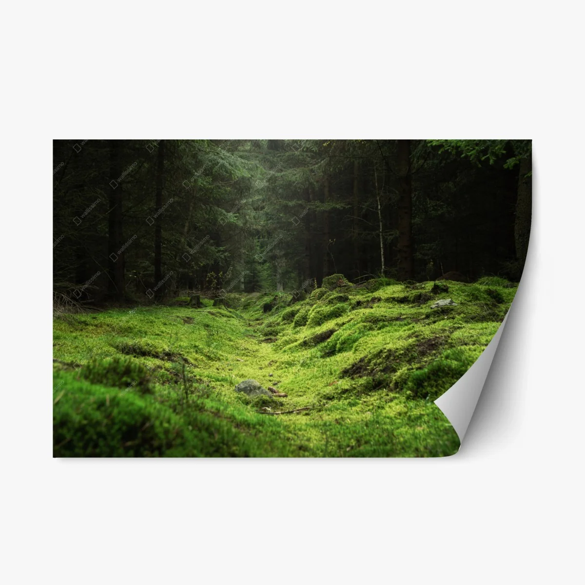Repositionierbarer Aufkleber moosiger waldpfad – Wallnifity® Repositionierbarer Aufkleber moosiger waldpfad – Wallnifity®