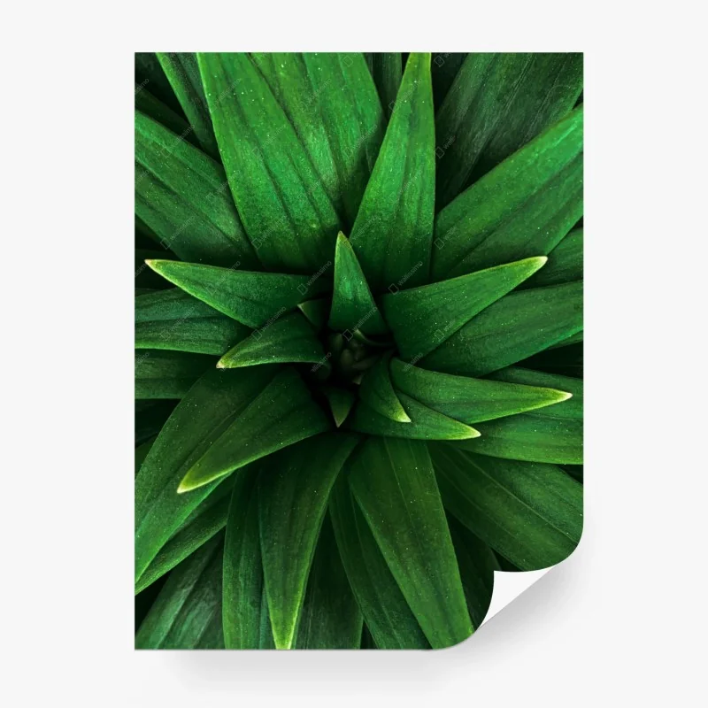 Blumen & Pflanzen – Wallnifity®