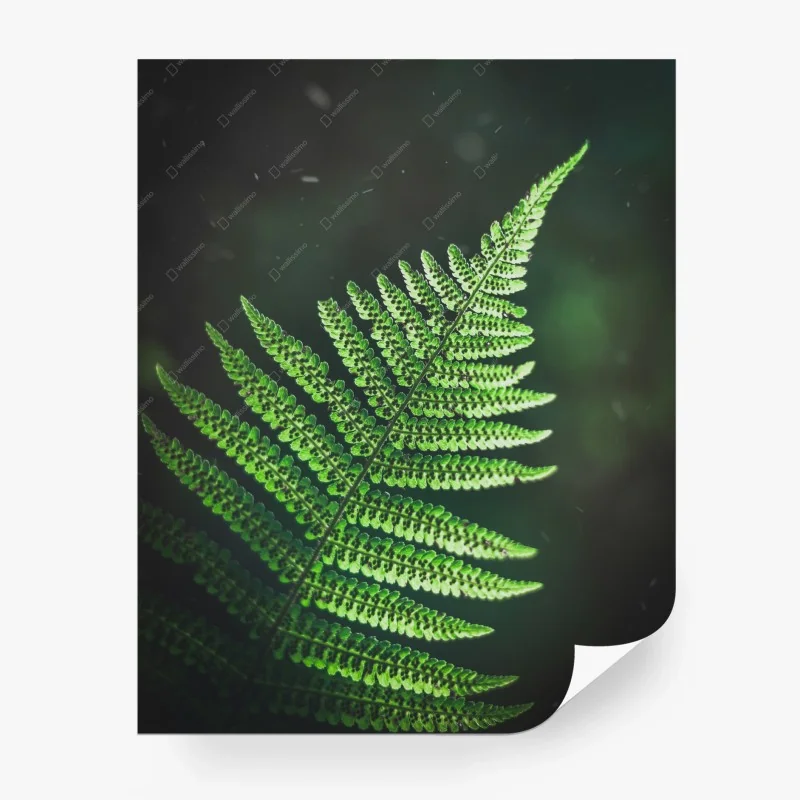 Blätter – Wallnifity®