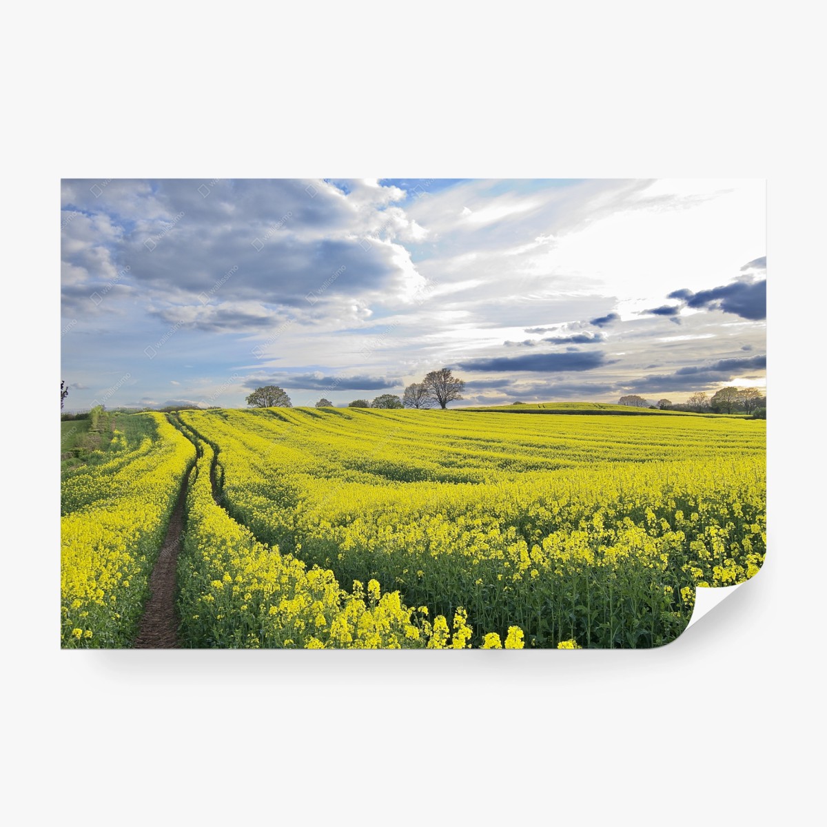 Fototapete goldenes rapsfeld unter dramatischem himmel – Wallnifity®