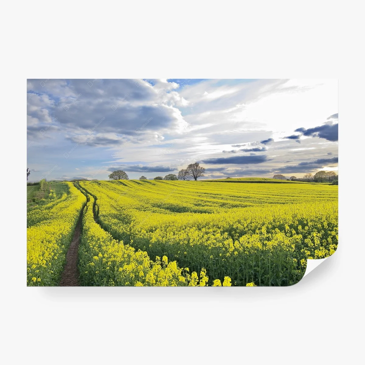 Fototapete goldenes rapsfeld unter dramatischem himmel – Wallnifity®