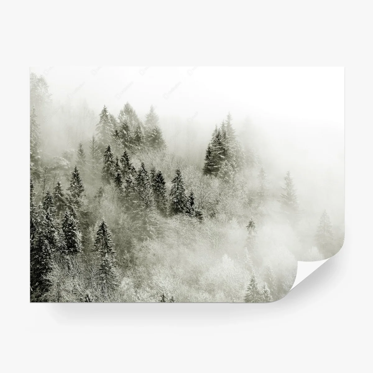 Fototapete nebliger winterwald in monochrom – Wallnifity® Fototapete nebliger winterwald in monochrom – Wallnifity®