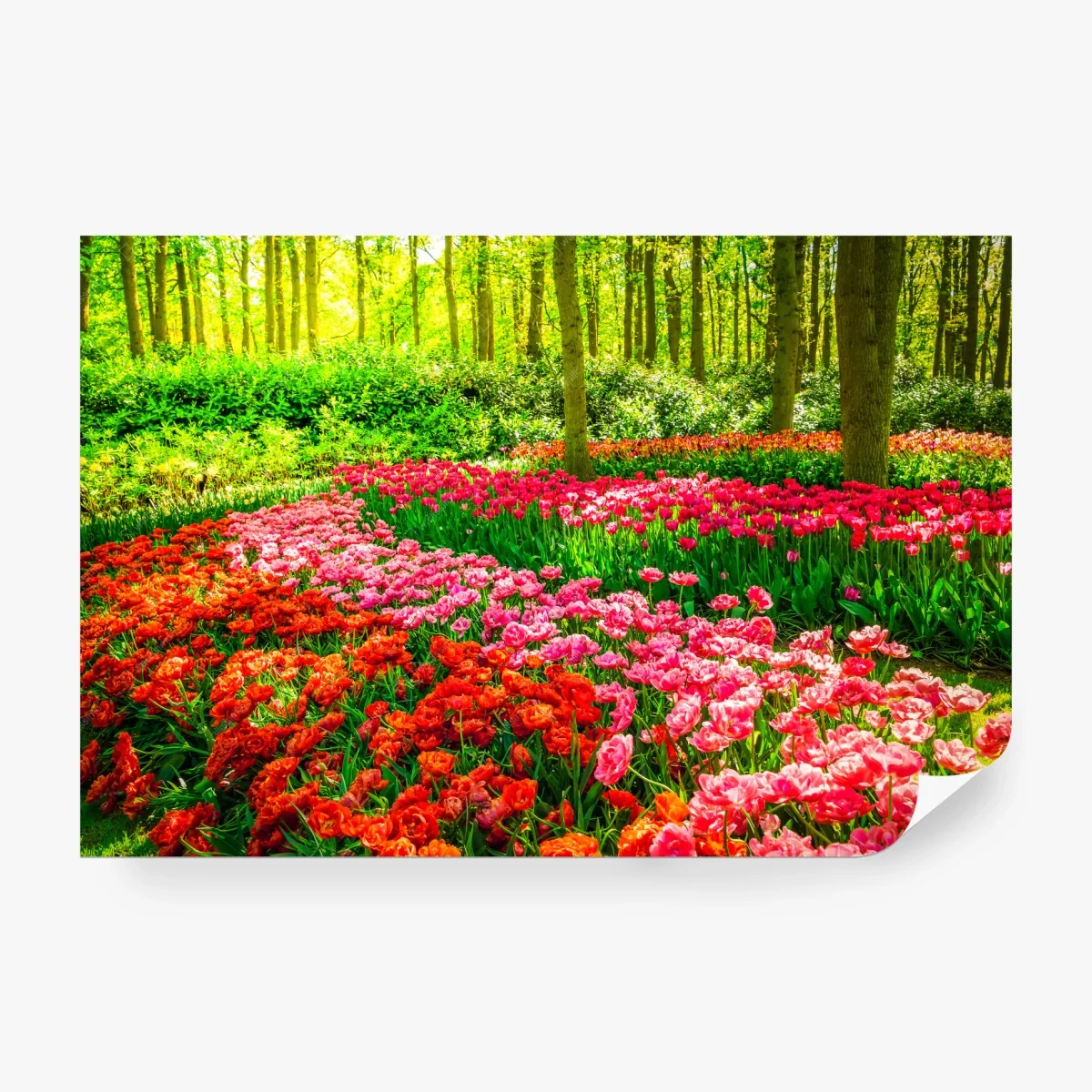 Fototapete lebendiger tulpengarten in voller blüte – Wallnifity®