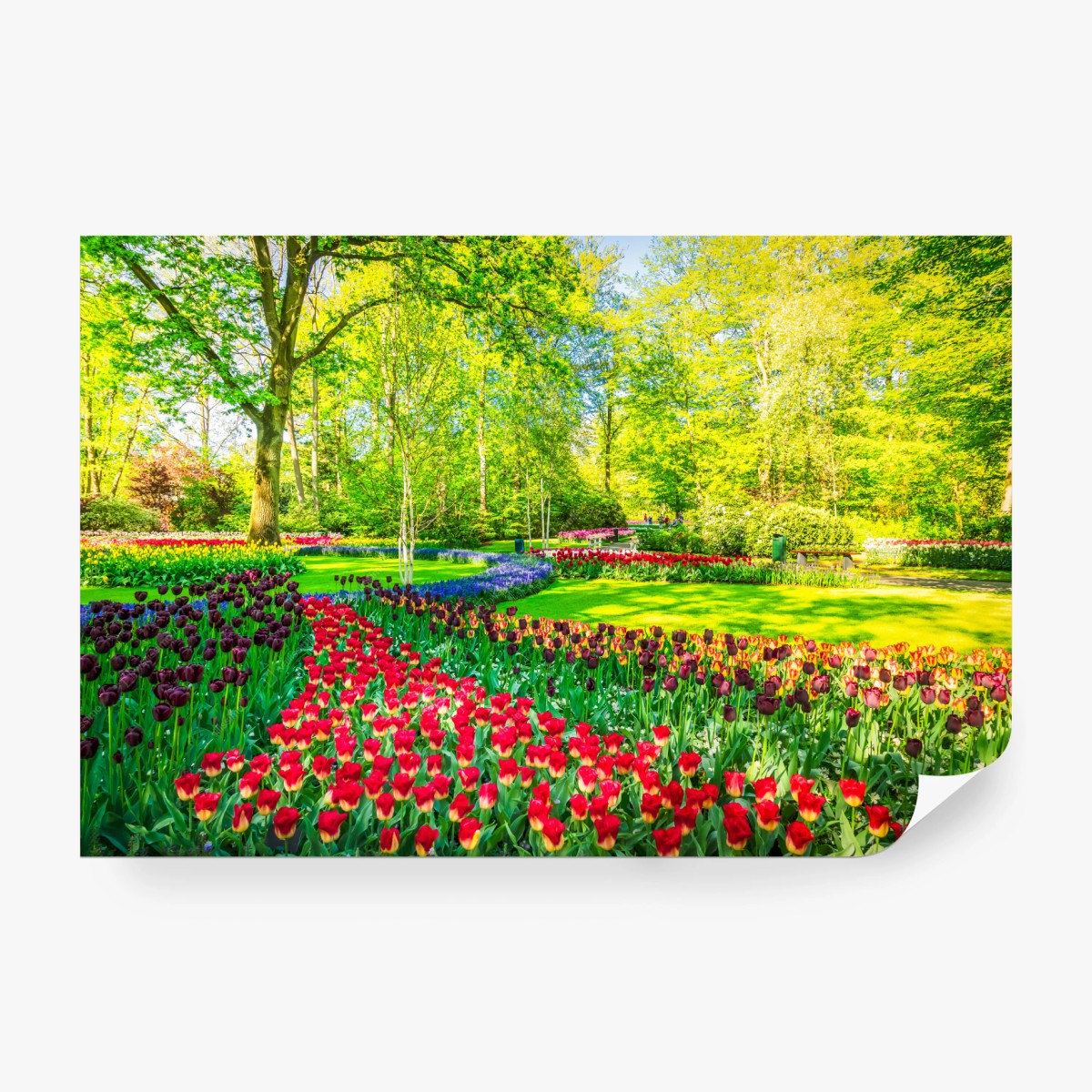 Fototapete lebendiger tulpengarten im frühling – Wallnifity®