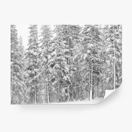 Fototapete verschneiter kiefernwald im winter – Wallnifity®