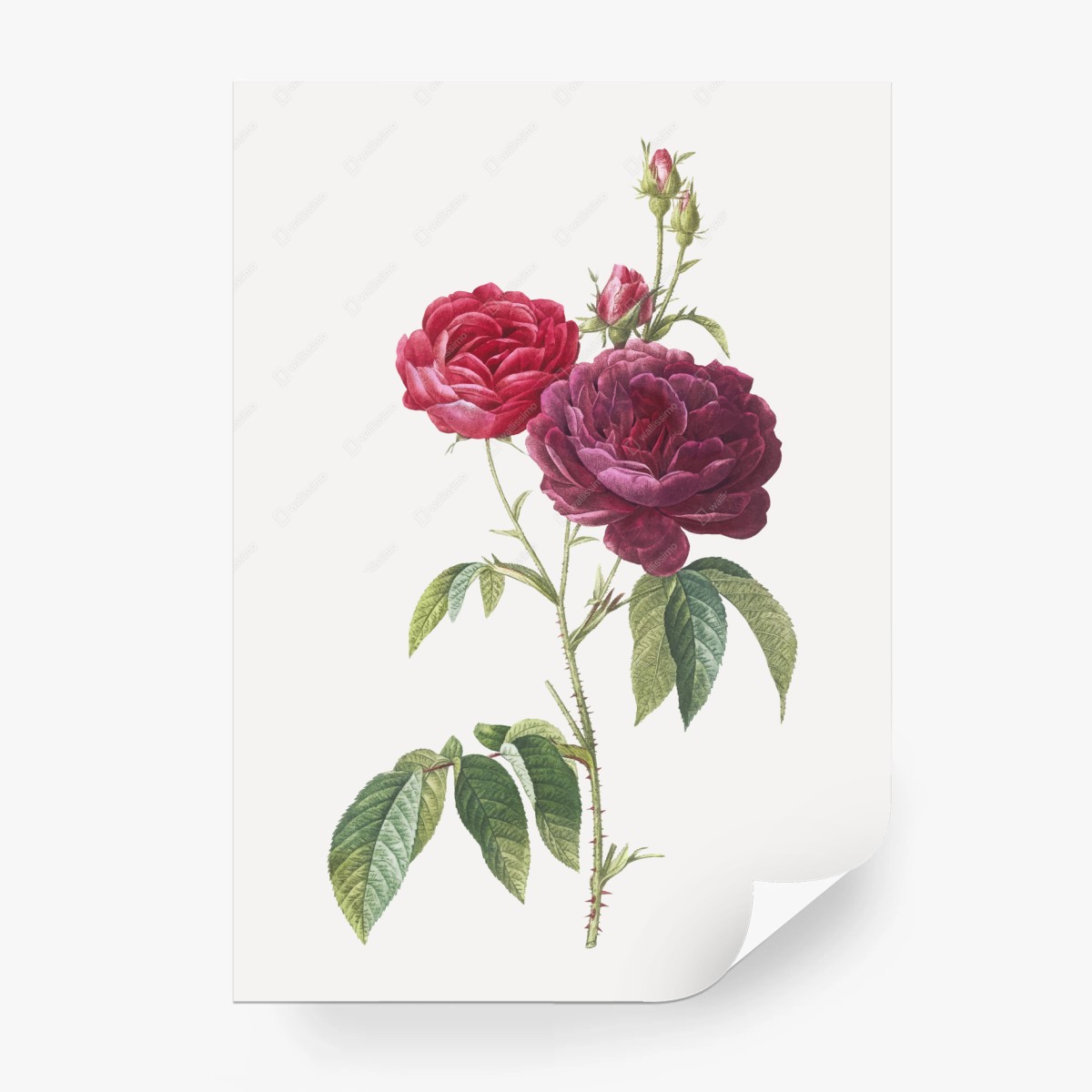 Fototapete botanische illustration purpurrose – Wallnifity®
