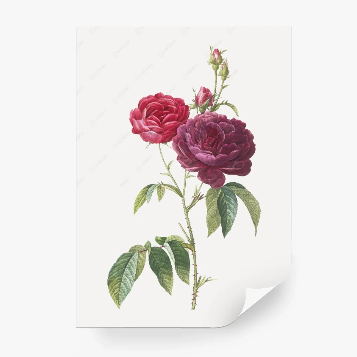 Fototapete botanische illustration purpurrose – Wallnifity®