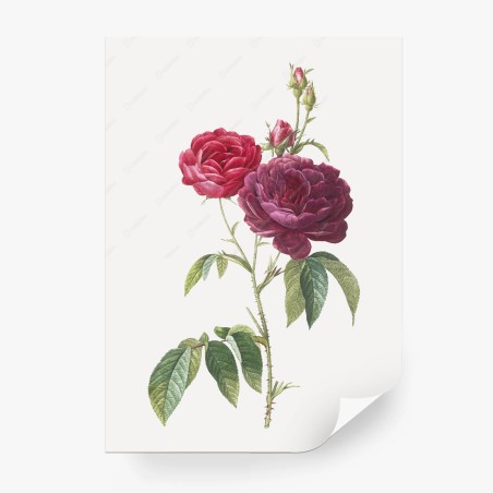 Fototapete botanische illustration purpurrose – Wallnifity®