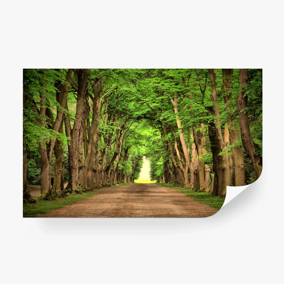Fototapete sonnige baumallee im wald – Wallnifity® Fototapete sonnige baumallee im wald – Wallnifity®