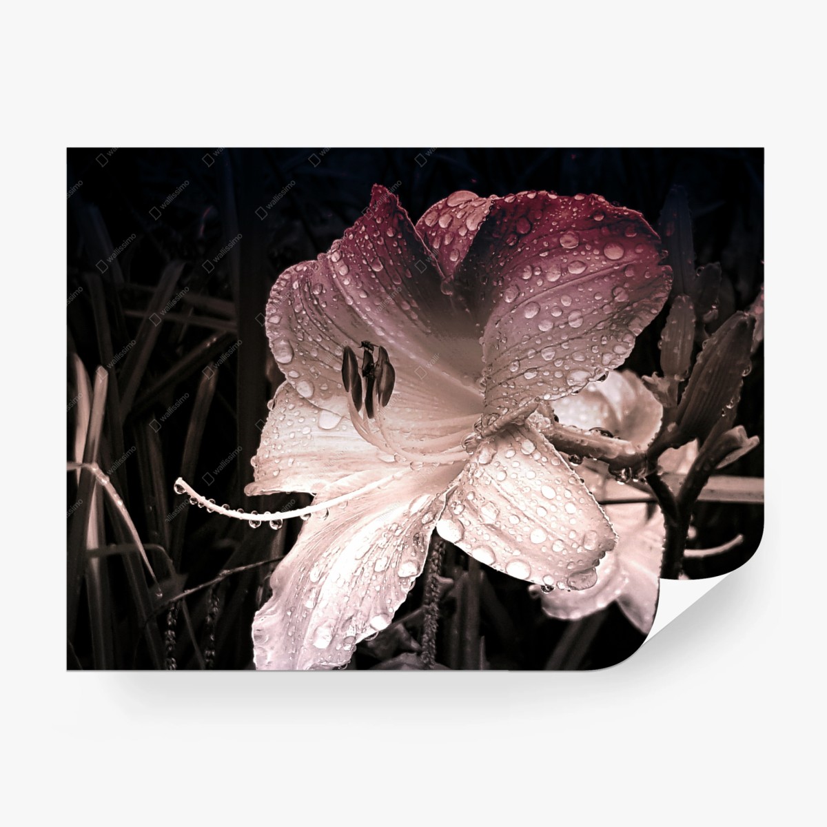 Fototapete taufrische lilienblüte im makro – Wallnifity®
