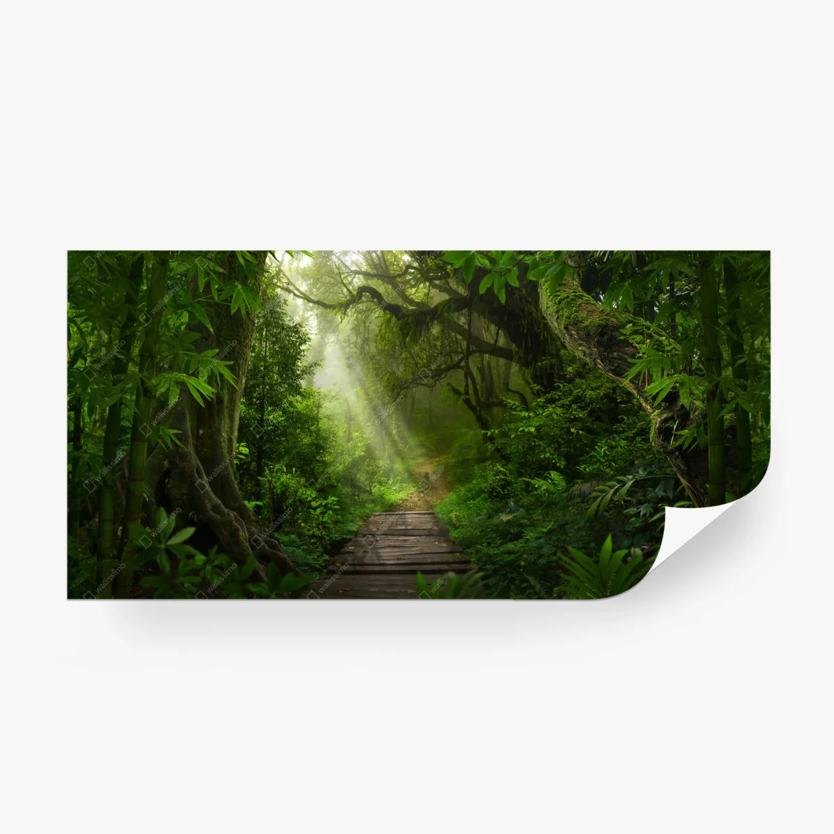 Fototapete sonnenbeschienener waldpfad durch üppiges grün – Wallnifity®