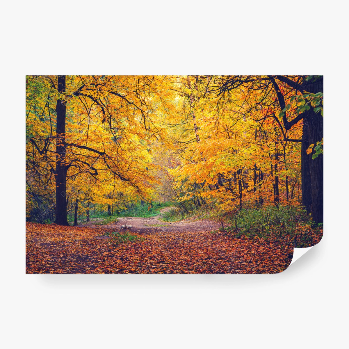 Fototapete goldener herbstweg im wald – Wallnifity®
