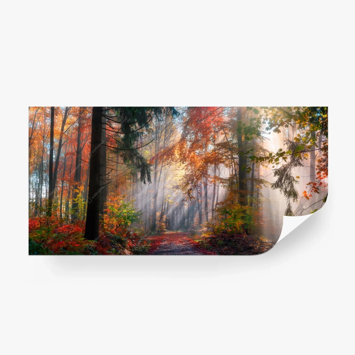 Fototapete magischer herbstwald im sonnenlicht – Wallnifity®