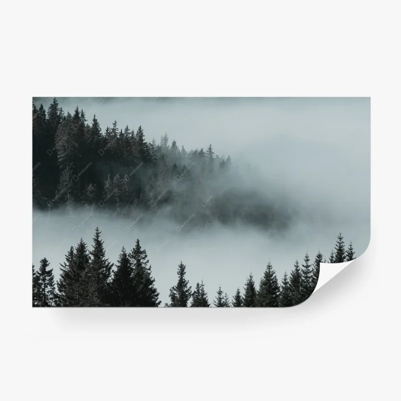 Wälder – Wallnifity®