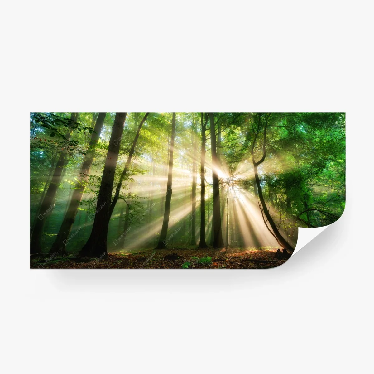 Fototapete sonnenstrahlen im grünen wald – Wallnifity® Fototapete sonnenstrahlen im grünen wald – Wallnifity®