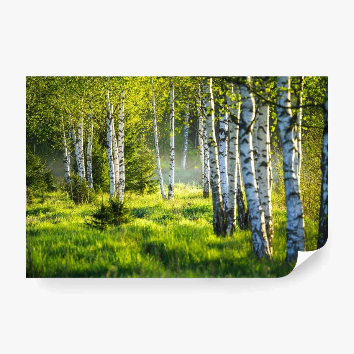 Fototapete birkenallee im frühlingslicht – Wallnifity®