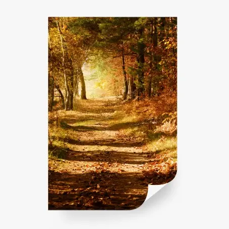 Fototapete herbstlicher waldweg mit goldenem licht – Wallnifity®