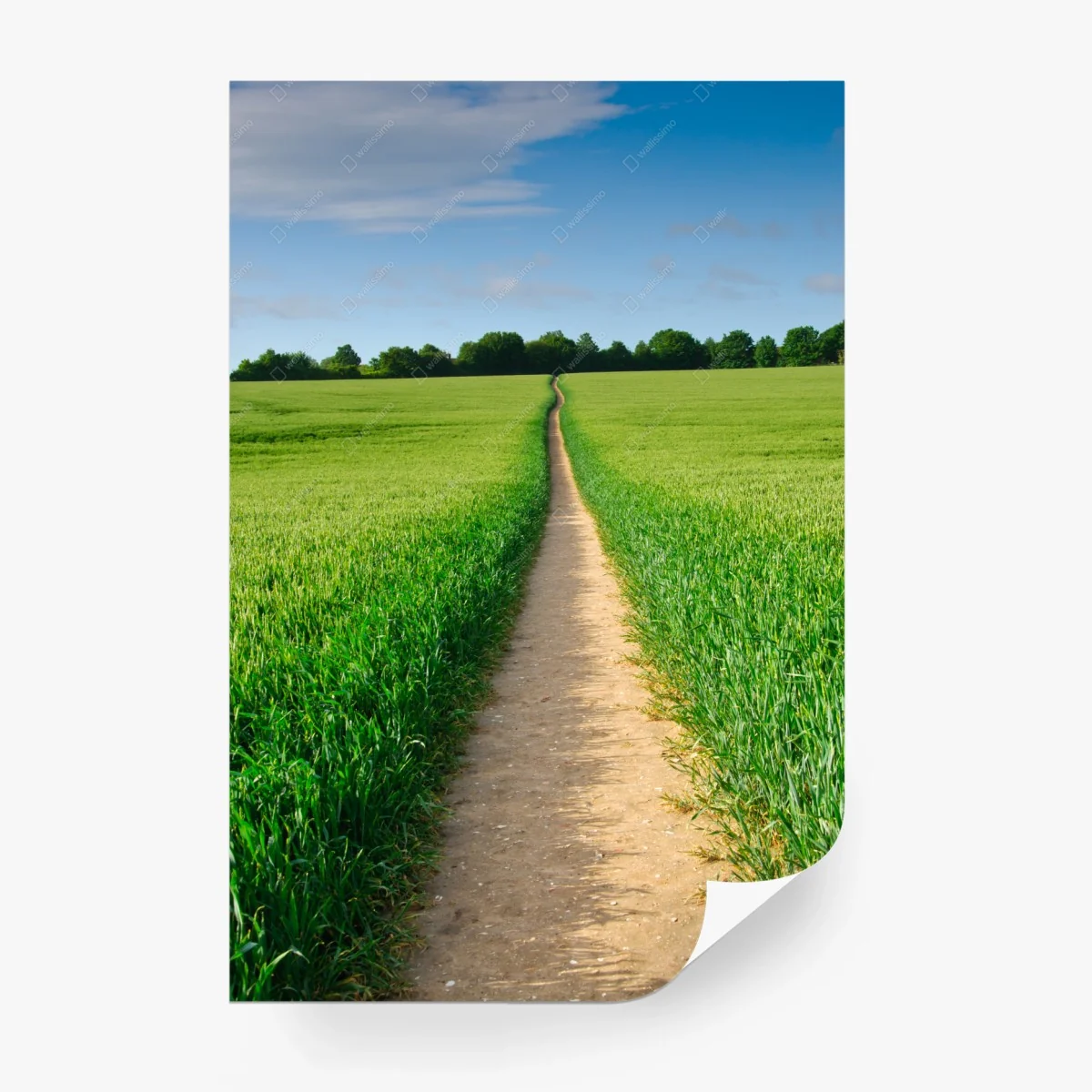 Fototapete sonnenbeschienener weg durch grüne wiese – Wallnifity®