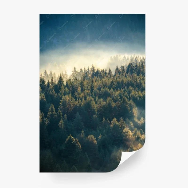 Wälder – Wallnifity®
